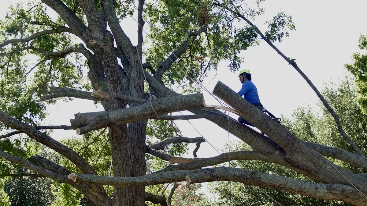 Professional Crown Thinning performed by certified arborists in Waterfall